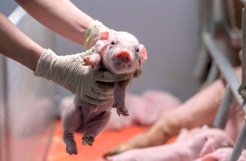 pig feed thức ăn cho lợn